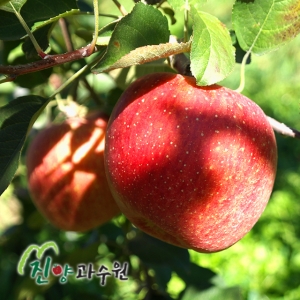 [선물용]GAP인증 부사사과 5kg 15과