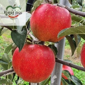 선물용사과 부사 5kg 19과