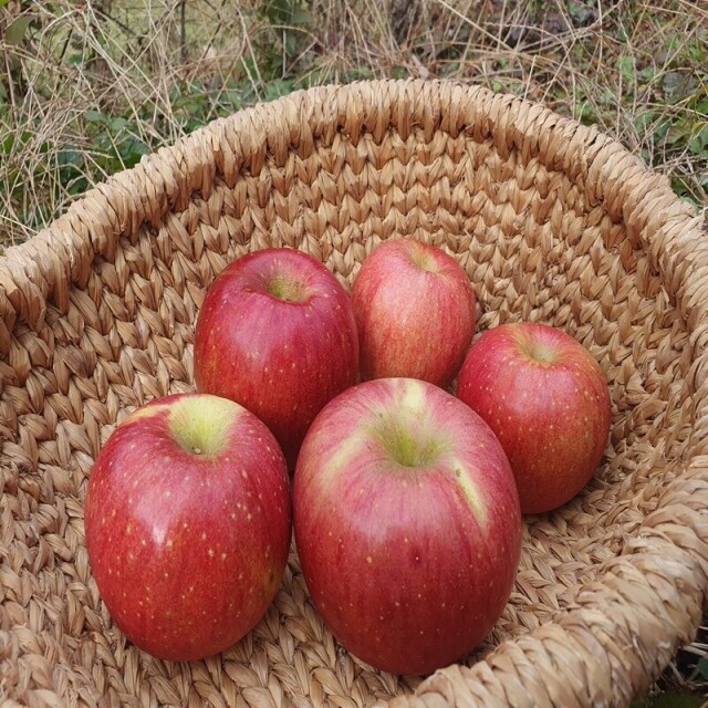 삽당령사과,선물용사과 부사 5kg 17과