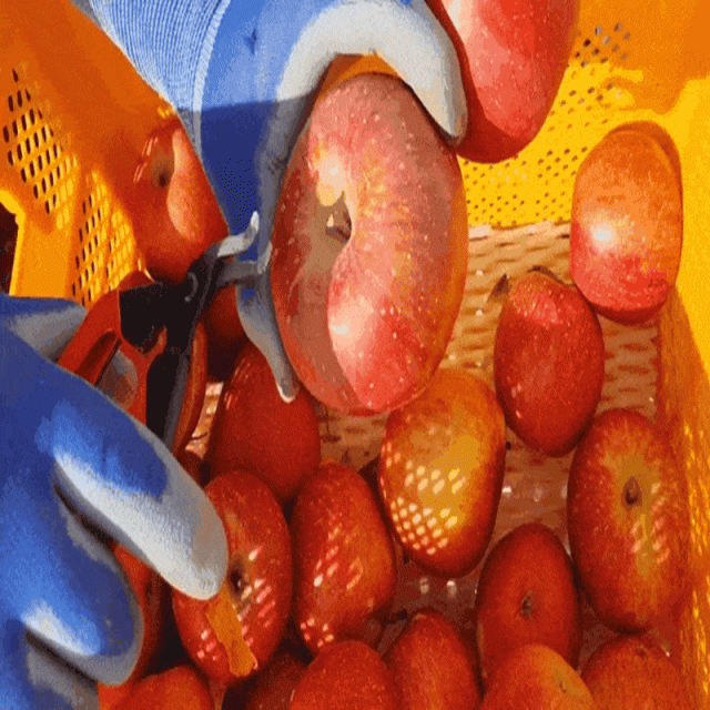 삽당령사과,선물용사과 부사 5kg 17과