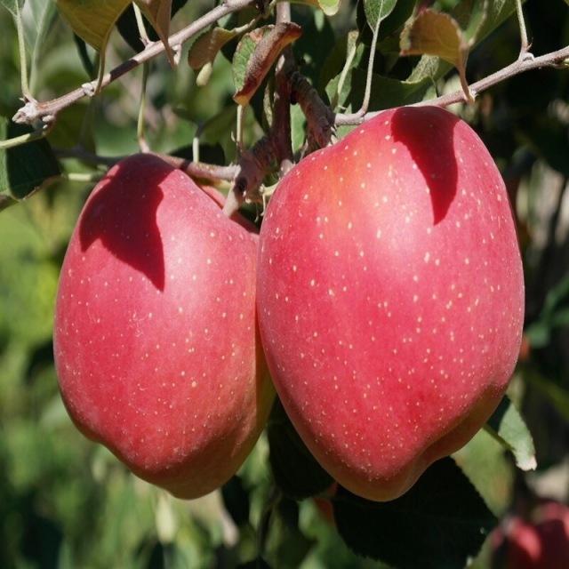 삽당령사과,선물용사과 부사 5kg 17과